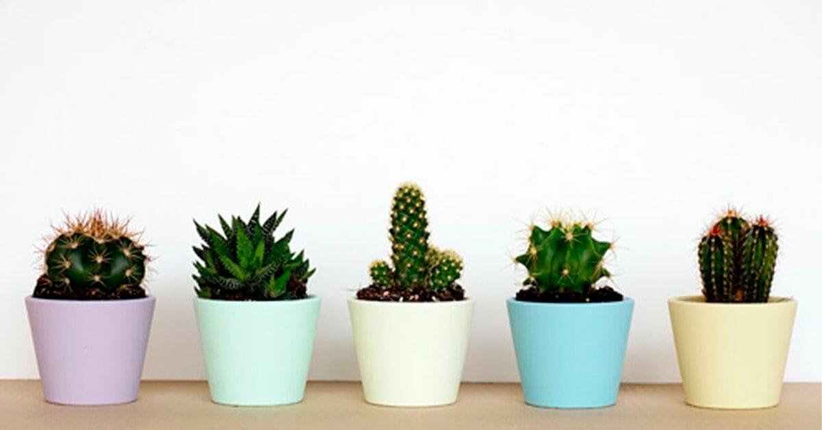 Cuatro ideas sostenibles para regalar esta Navidad 1 | Potspintura.com